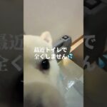 【トイレ我慢できない子犬のポメラニアン】どうすればトイレでおしっこしてくれるようになるの？　#犬 #しつけ #子犬 #犬育 #ポメラニアン