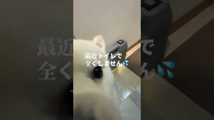 【トイレ我慢できない子犬のポメラニアン】どうすればトイレでおしっこしてくれるようになるの？　#犬 #しつけ #子犬 #犬育 #ポメラニアン