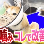 【トレーニング教室実演】犬の本気噛みはコレで改善できます！【プロドッグトレーナー】