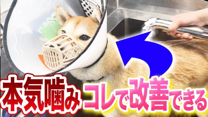 【トレーニング教室実演】犬の本気噛みはコレで改善できます！【プロドッグトレーナー】