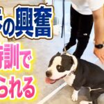 【犬しつけ】散歩での興奮はこのトレーニングで抑えられます【プロドッグトレーナー】