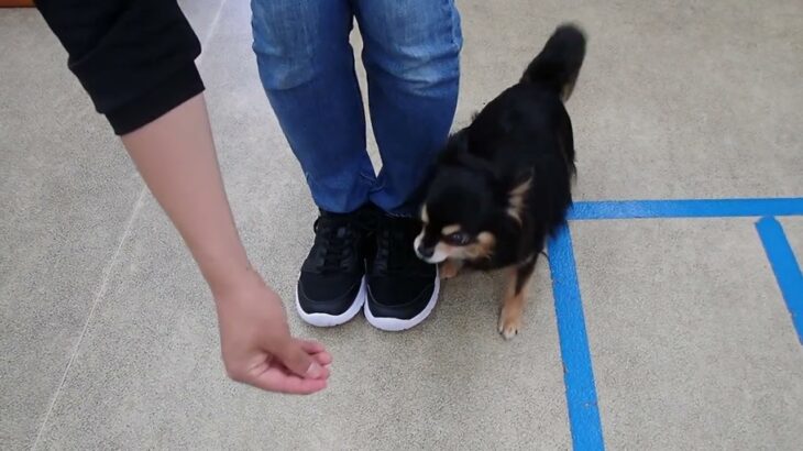 犬の幼稚園 ショコラくんとトレーニング