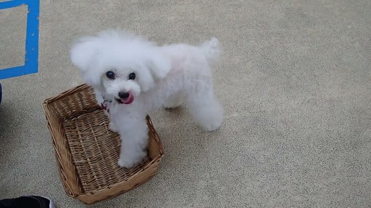 犬の幼稚園 バニラちゃんとトレーニング