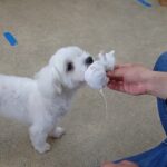 犬の幼稚園 華ちゃんとトレーニング