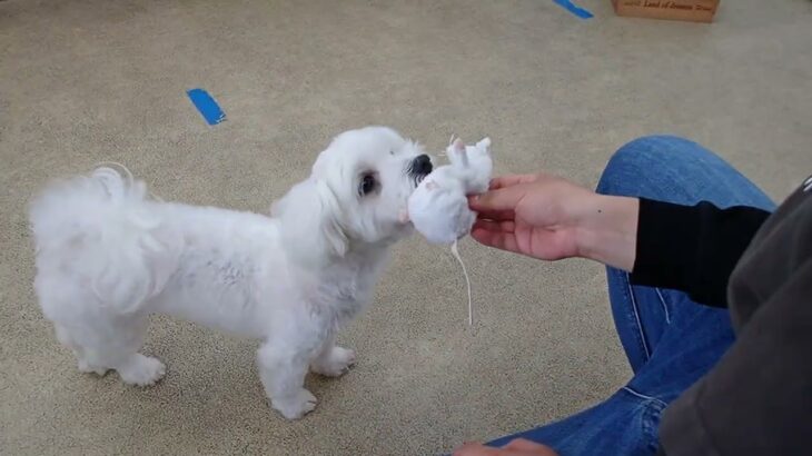 犬の幼稚園 華ちゃんとトレーニング