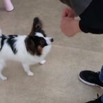 犬の幼稚園 ノエルくんとトレーニング