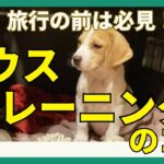 【愛犬との通院・旅行の前に！】ハウストレーニングのコツ（トレーナー監修）