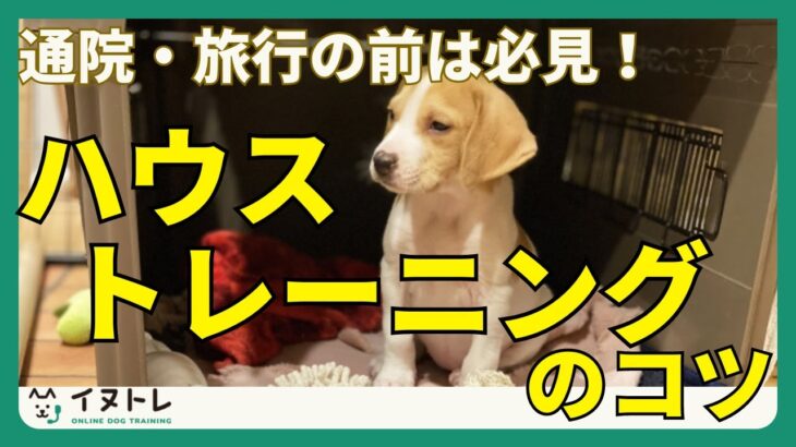 【愛犬との通院・旅行の前に！】ハウストレーニングのコツ（トレーナー監修）