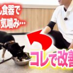 【実践】ご飯の時に怒る犬のしつけ法【ドッグトレーナー解説】