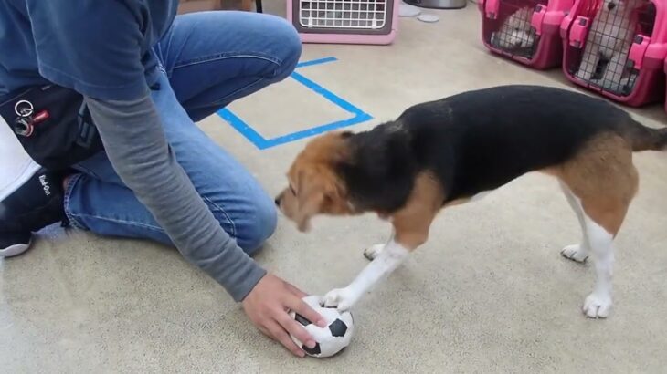 犬の幼稚園 ビオタンちゃんとトレーニング