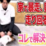 【犬しつけ】家で犬が暴走、興奮、走り回る、コレで解決できます【ドッグトレーナー解説】