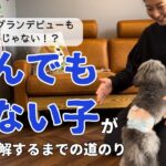 【犬のしつけ】呼んでも来ない子が来い(おいで)を覚えるまでの道のり