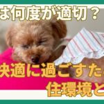 【室温は何度が適切？】 犬が自宅で快適に過ごすための住環境