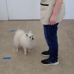 犬の幼稚園 ユパくんとトレーニング