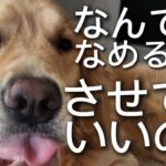 【犬、しつけ】犬が顔をなぜ舐めたがるのか？舐めさせて大丈夫？【ボイスロイド解説】