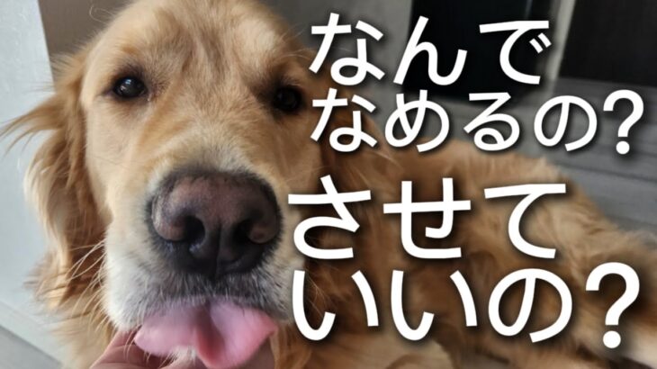 【犬、しつけ】犬が顔をなぜ舐めたがるのか？舐めさせて大丈夫？【ボイスロイド解説】