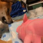 フダさんでしつけが完結する犬。