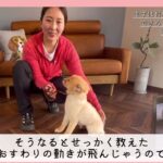 【犬のしつけ】おすわりの教え方