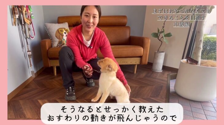 【犬のしつけ】おすわりの教え方