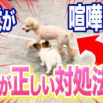 【犬しつけ】子犬が喧嘩してる…正しい考え方はコレです【ドッグトレーナー解説】