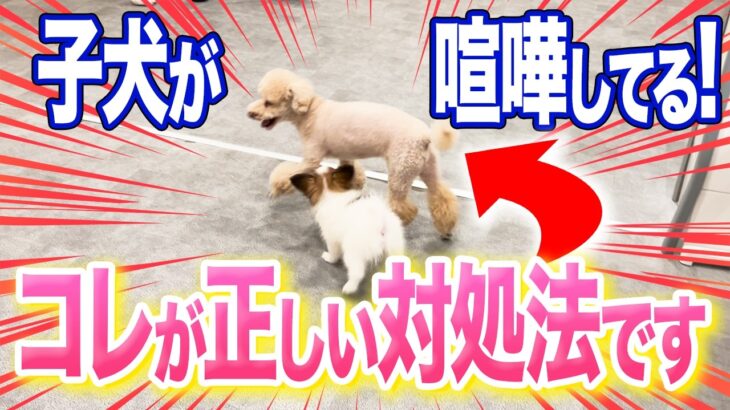 【犬しつけ】子犬が喧嘩してる…正しい考え方はコレです【ドッグトレーナー解説】