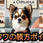 チワワの躾方ポイント⭐︎