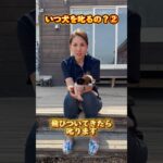 犬を叱るタイミングって？②#ドッグトレーナー #イヌバーシティ #子犬育て #いぬのいるくらし #しつけ #子犬のしつけ #ドッグビヘイビアリスト #犬のいる暮らし