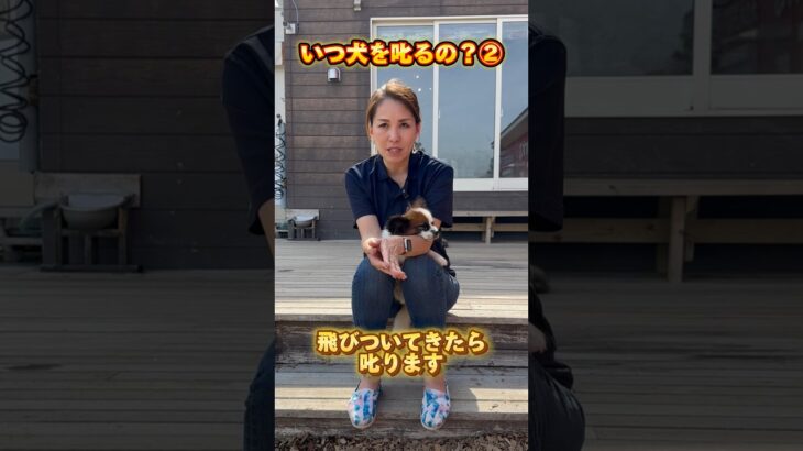 犬を叱るタイミングって？②#ドッグトレーナー #イヌバーシティ #子犬育て #いぬのいるくらし #しつけ #子犬のしつけ #ドッグビヘイビアリスト #犬のいる暮らし