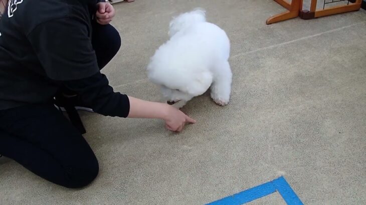 犬の幼稚園 ランディくんとトレーニング