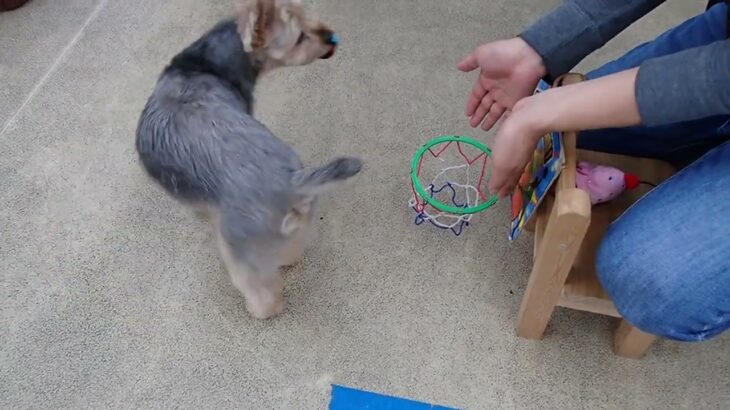 犬の幼稚園 シナモンくんとトレーニング