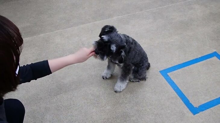 犬の幼稚園 レオンくんとトレーニング