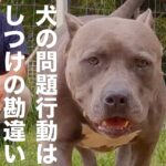 【永久保存版】犬と共に暮らす躾