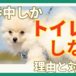 【我慢注意！】犬が散歩中しかトイレをしない理由と対処法