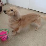 犬の幼稚園 むぎくんとトレーニング