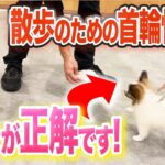 散歩で犬が首輪を嫌がる時のしつけ法【ドッグトレーナー解説】