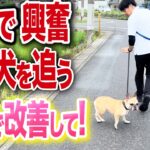 【犬しつけ】散歩での興奮、吠え、ひっぱりはコレで改善できる【ドッグトレーナー解説】