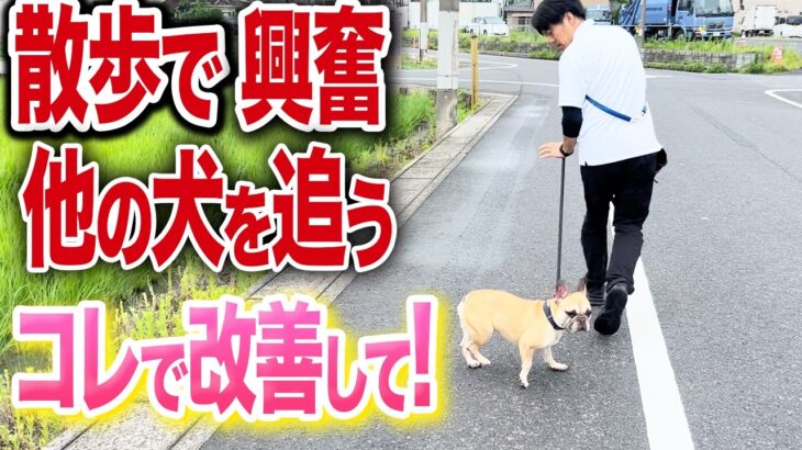 【犬しつけ】散歩での興奮、吠え、ひっぱりはコレで改善できる【ドッグトレーナー解説】