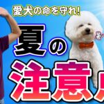 夏の暑さから愛犬を守ろう！【犬のしつけ】