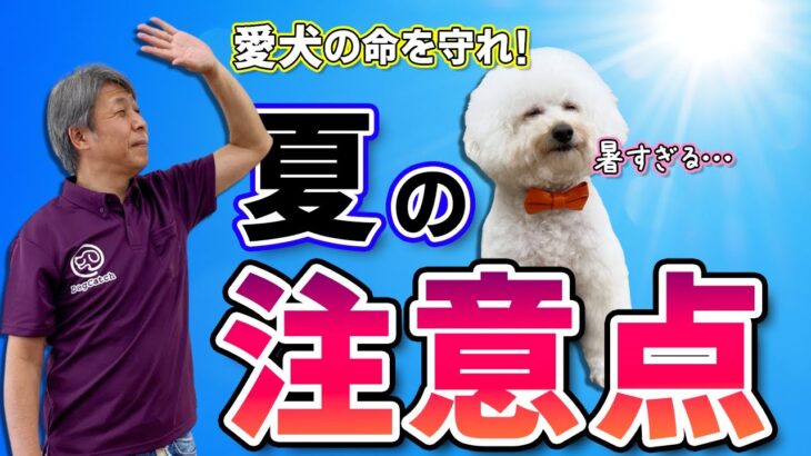 夏の暑さから愛犬を守ろう！【犬のしつけ】