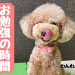 【犬の幼稚園】基礎トレーニングも大事！！