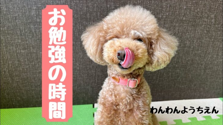 【犬の幼稚園】基礎トレーニングも大事！！