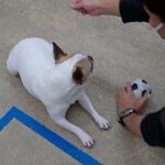 犬の幼稚園 はなちゃんとトレーニング