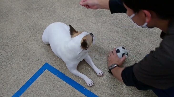 犬の幼稚園 はなちゃんとトレーニング