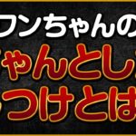 ワンちゃんのちゃんとしたしつけとは？