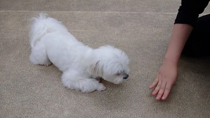 犬の幼稚園 源くんとトレーニング