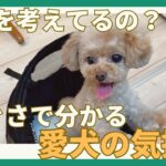 【しぐさや動きから犬の気持ちが分かる？！】愛犬は今どんな気持ち？