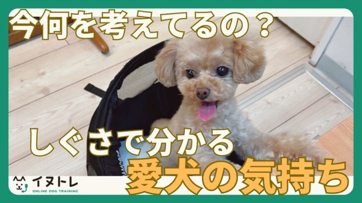 【しぐさや動きから犬の気持ちが分かる？！】愛犬は今どんな気持ち？