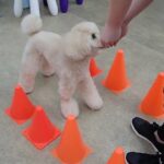 犬の幼稚園 レオくんとトレーニング