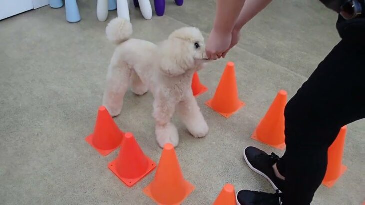 犬の幼稚園 レオくんとトレーニング