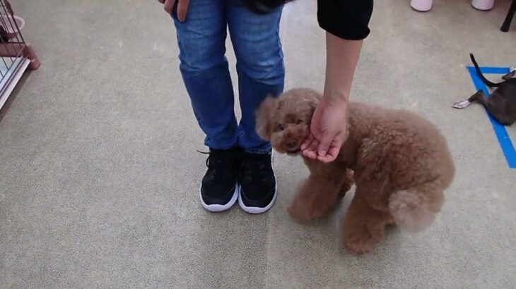 犬の幼稚園 ひなたくんとトレーニング